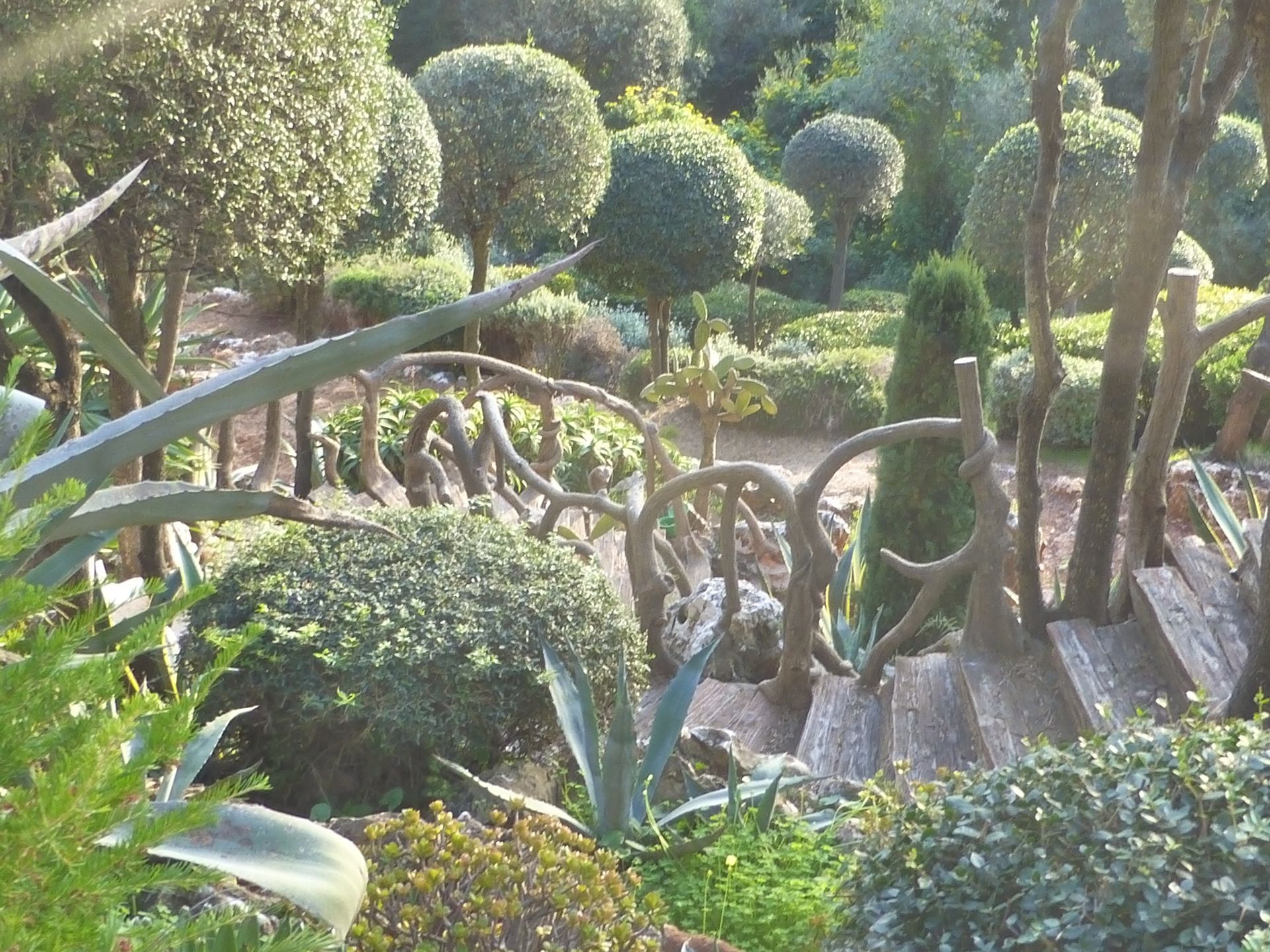 Plantes locales