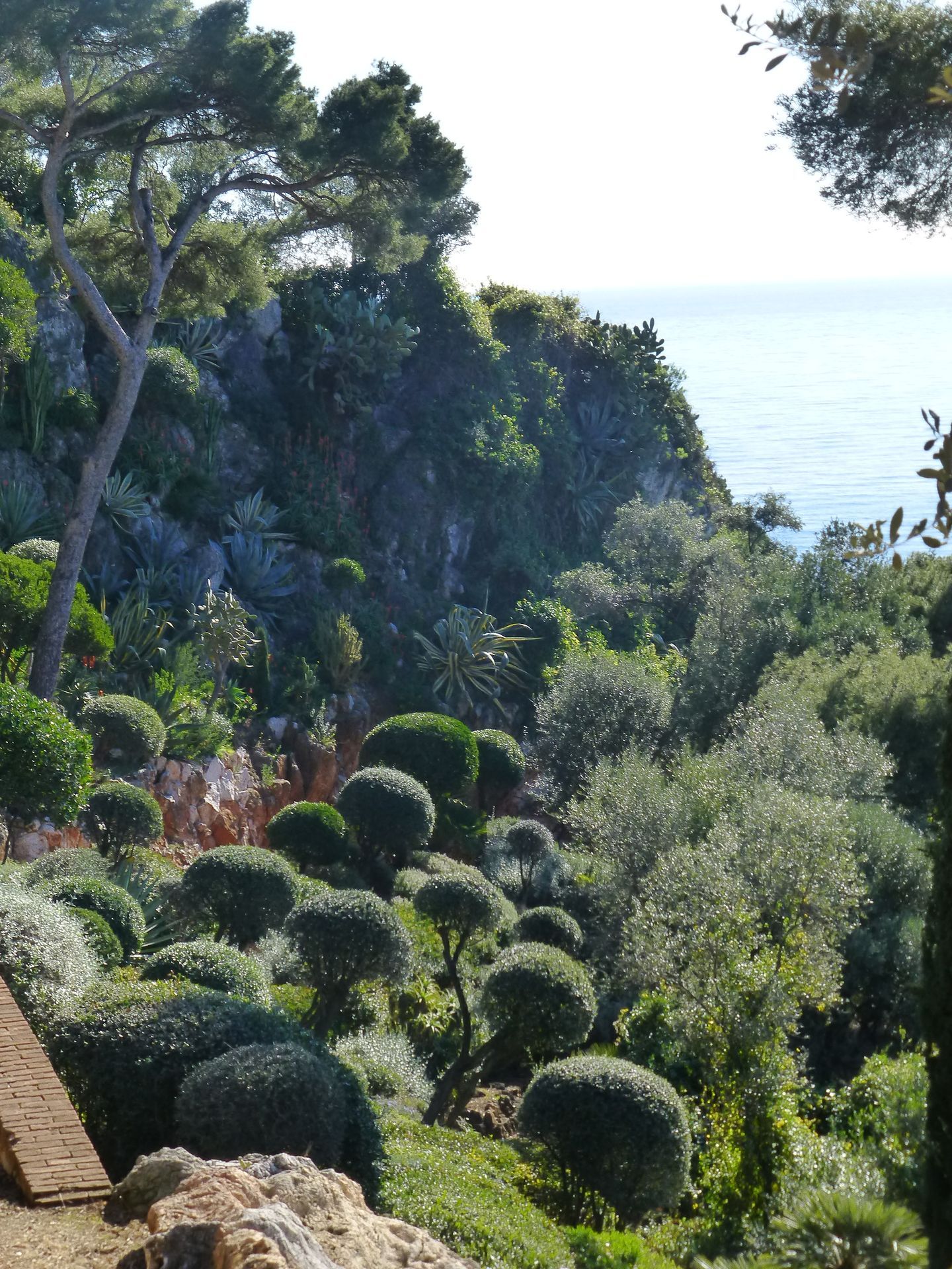Plantes méditerranéennes