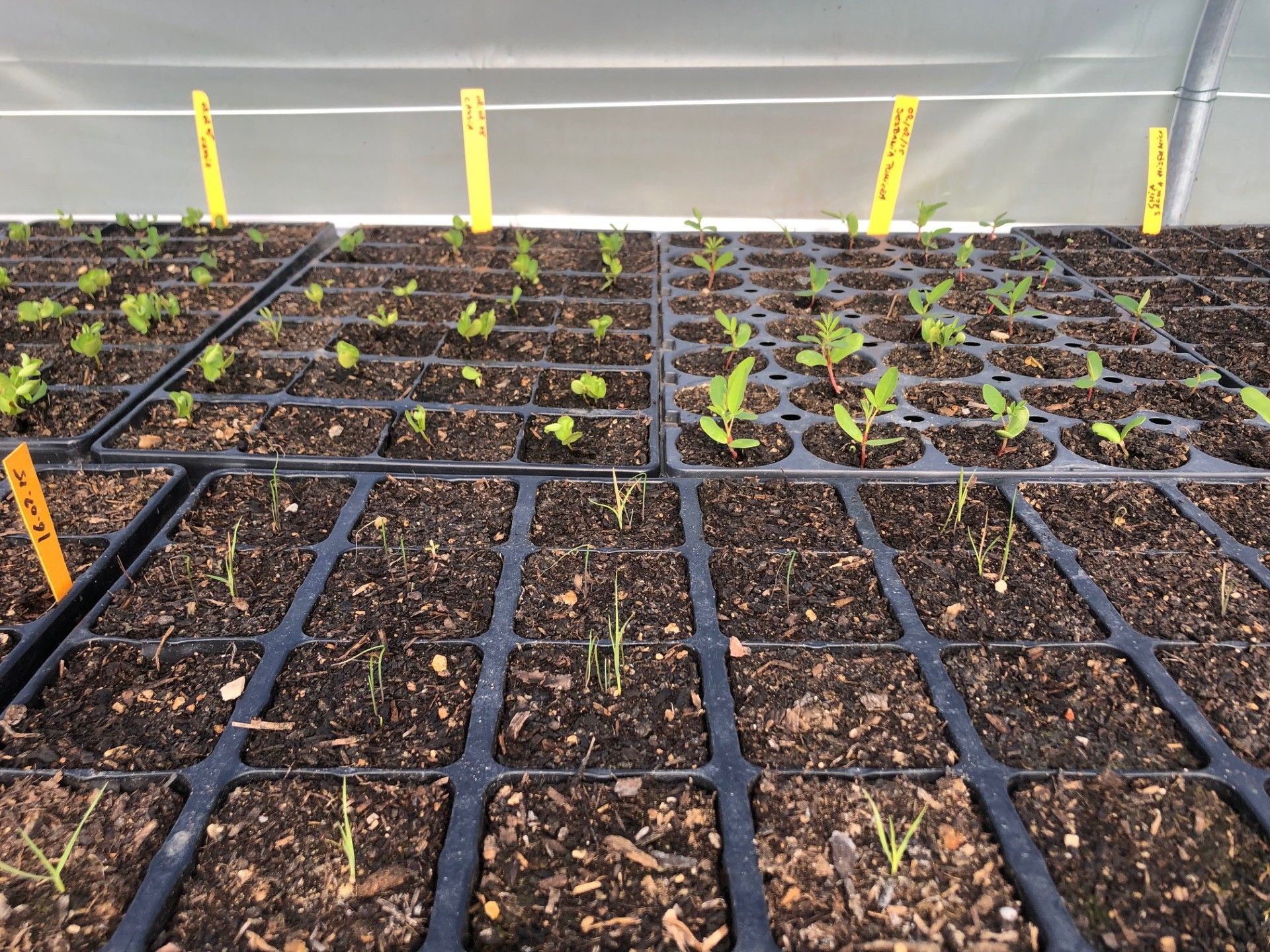 Pousse de plantes sous serre