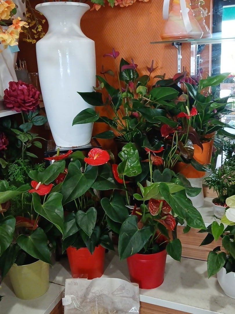 Des plantes à fleurs rouges en pot, aux feuilles vert brillant, disposées sur une étagère à côté d'un vase blanc.