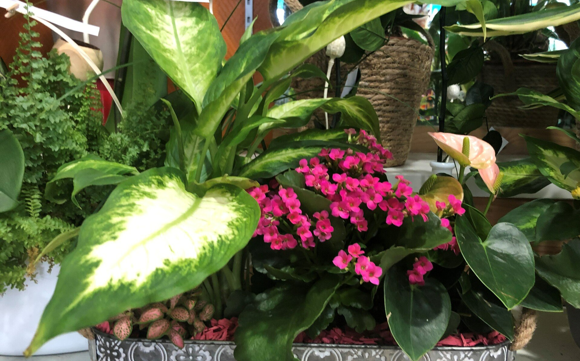 Compositions de plantes au Chalet Fleuri