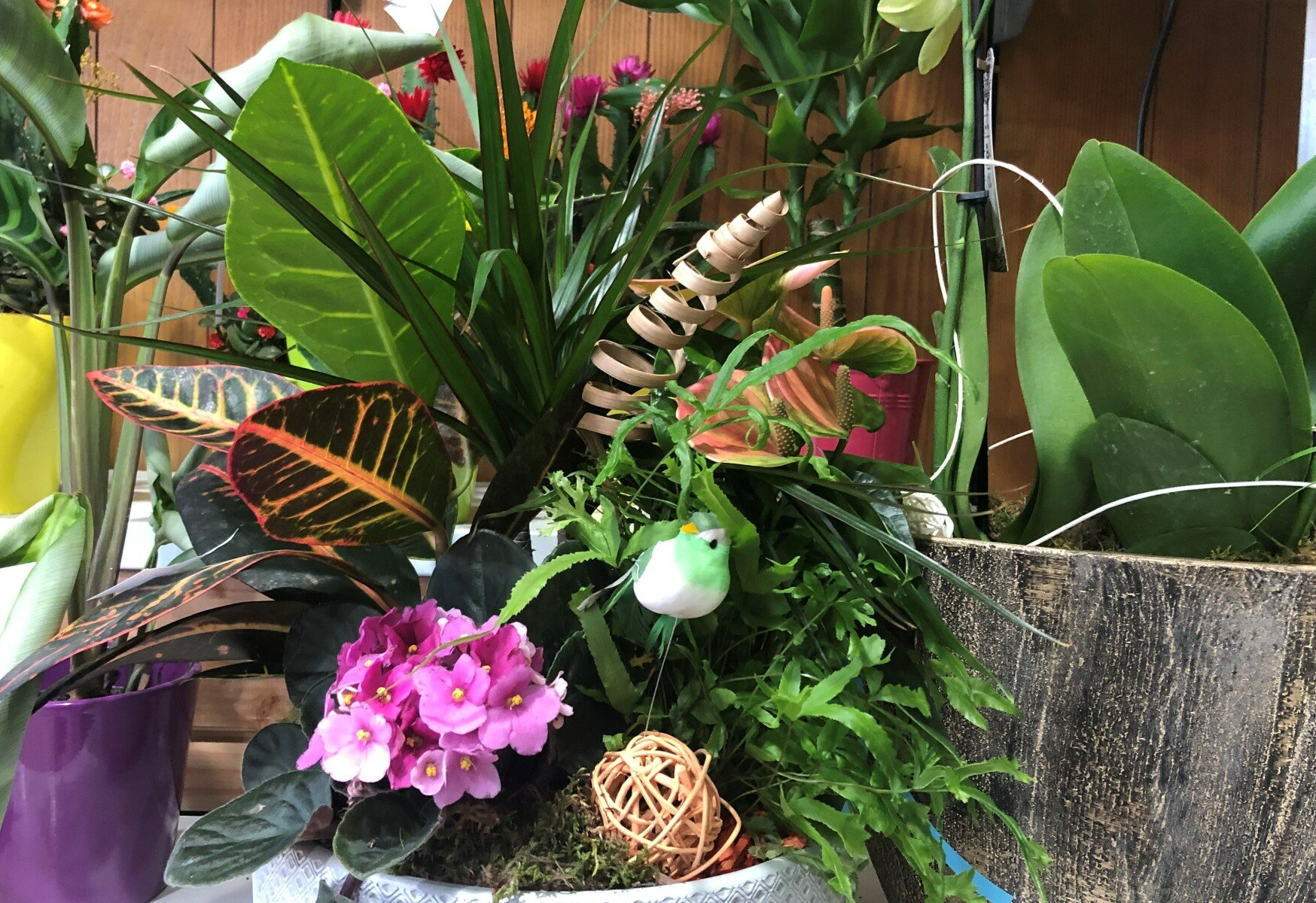 Plantes au Chalet Fleuri