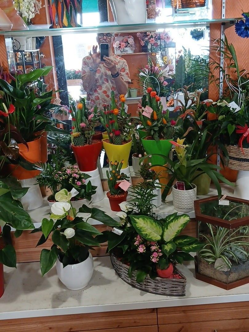 Fleurs en pot et plantes d'intérieur assorties, disposées sur des étagères dans une composition intérieure lumineuse.