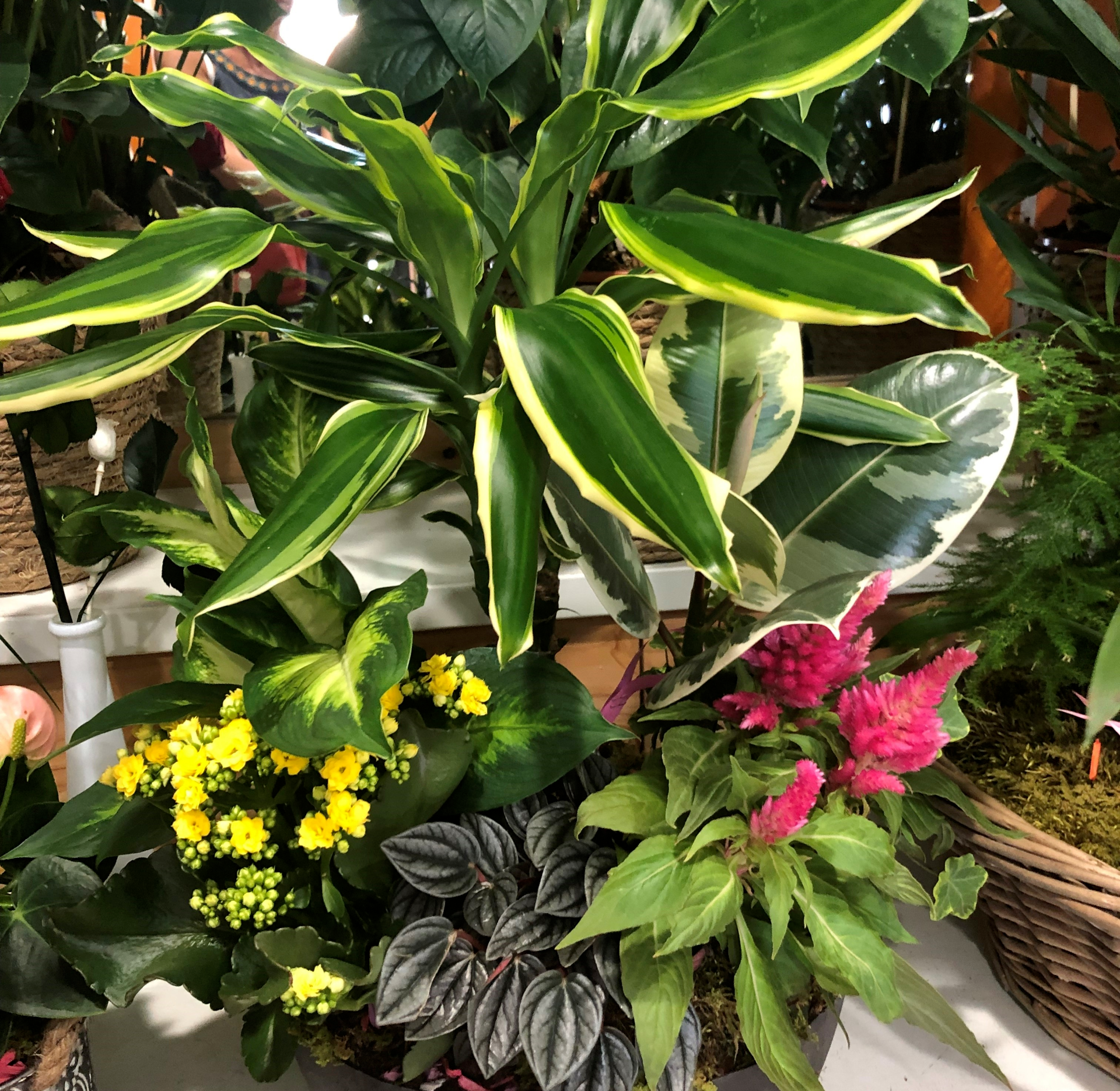 Compositions de plantes