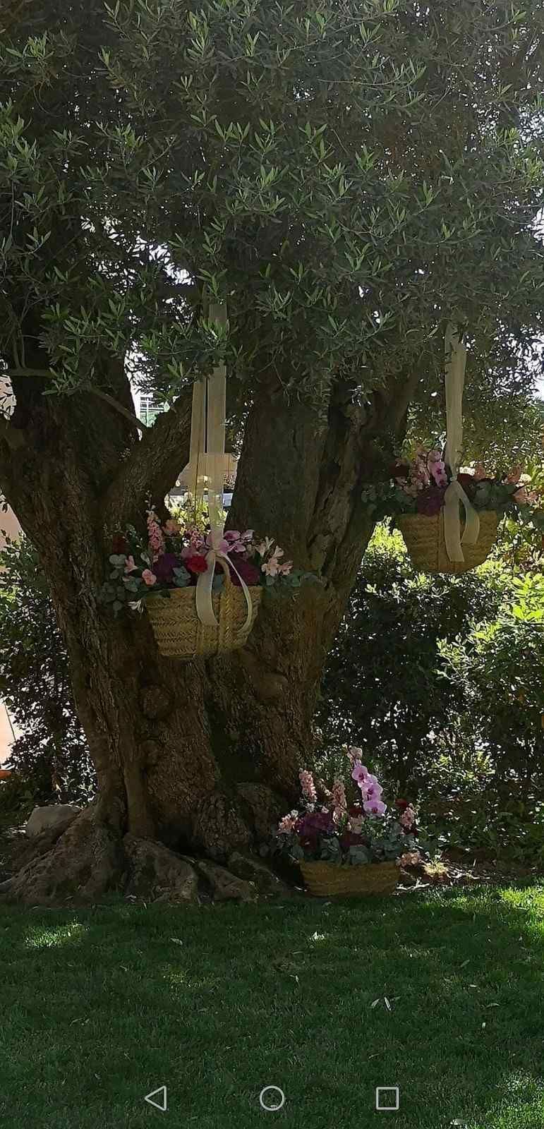Cestas tejidas llenas de flores moradas y blancas cuelgan de un olivo de corteza rugosa en un jardín cubierto de hierba.