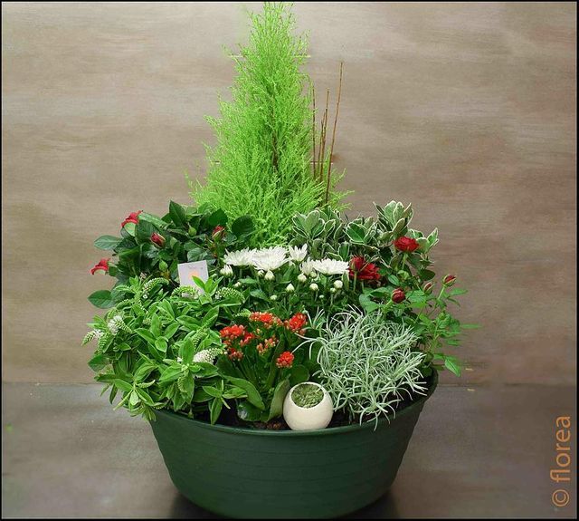 jardin de plante deuil pour décès