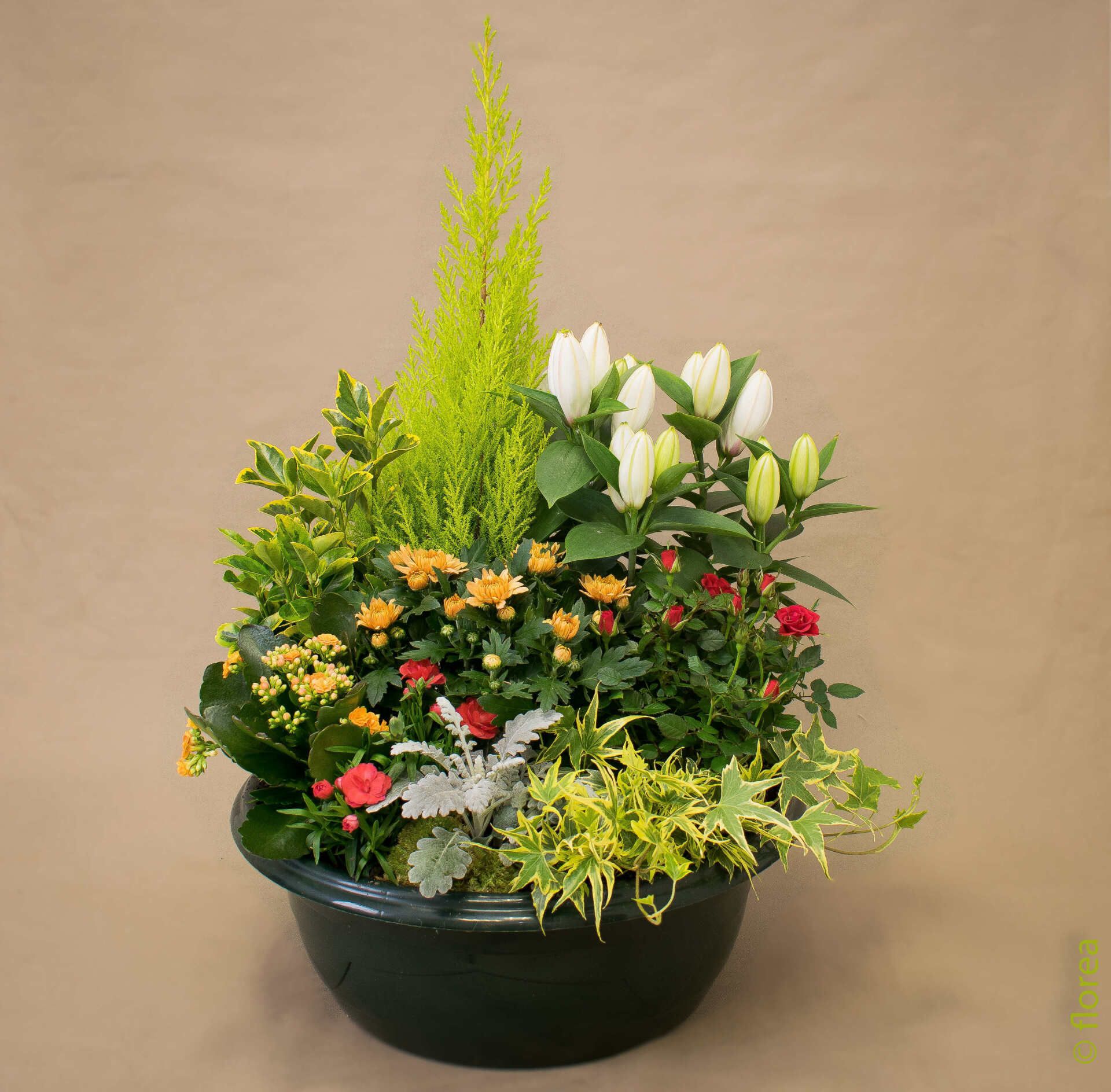 jardin de plante pour décès