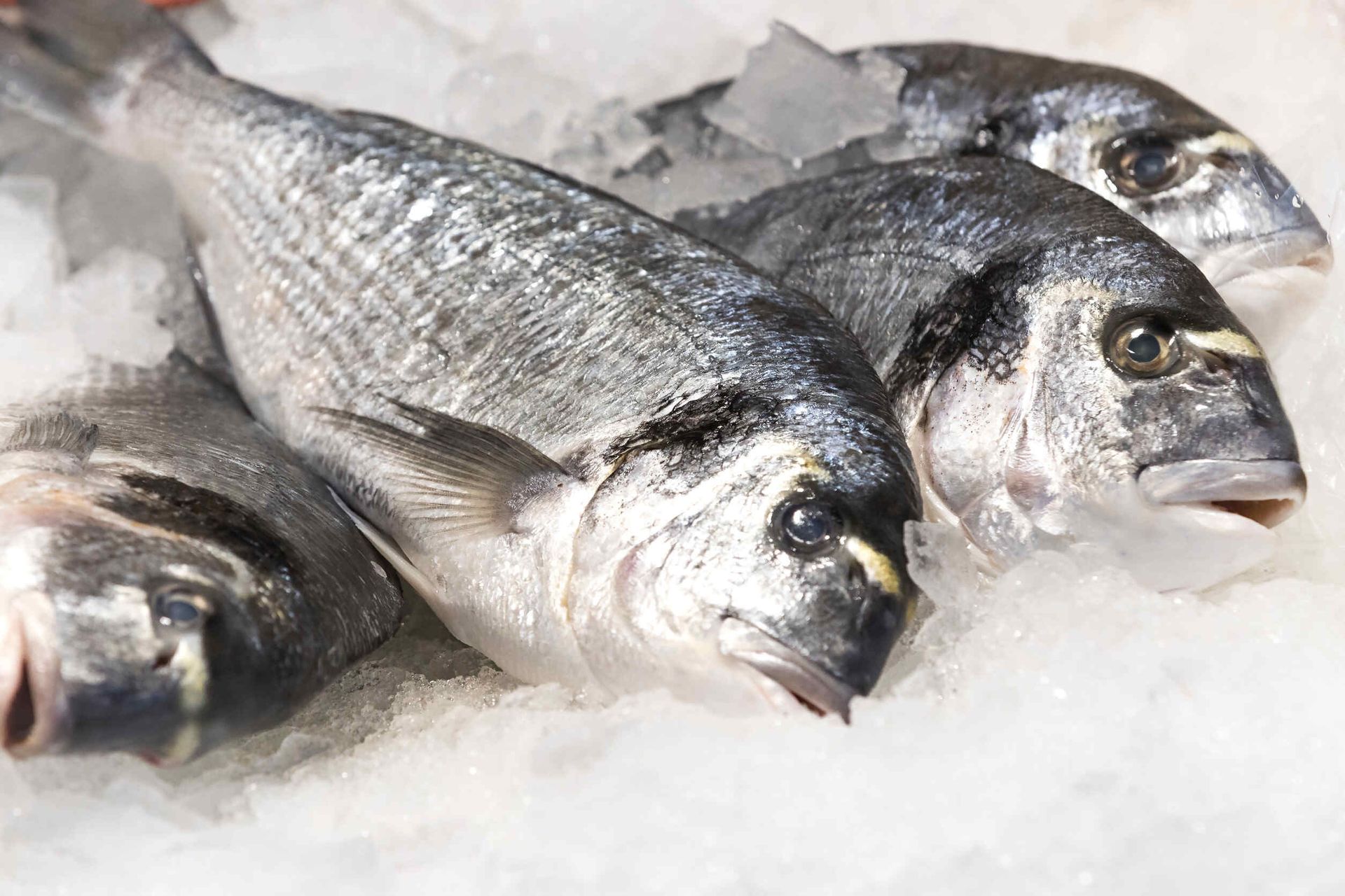 Tres peces están acostados en el hielo en una fila.