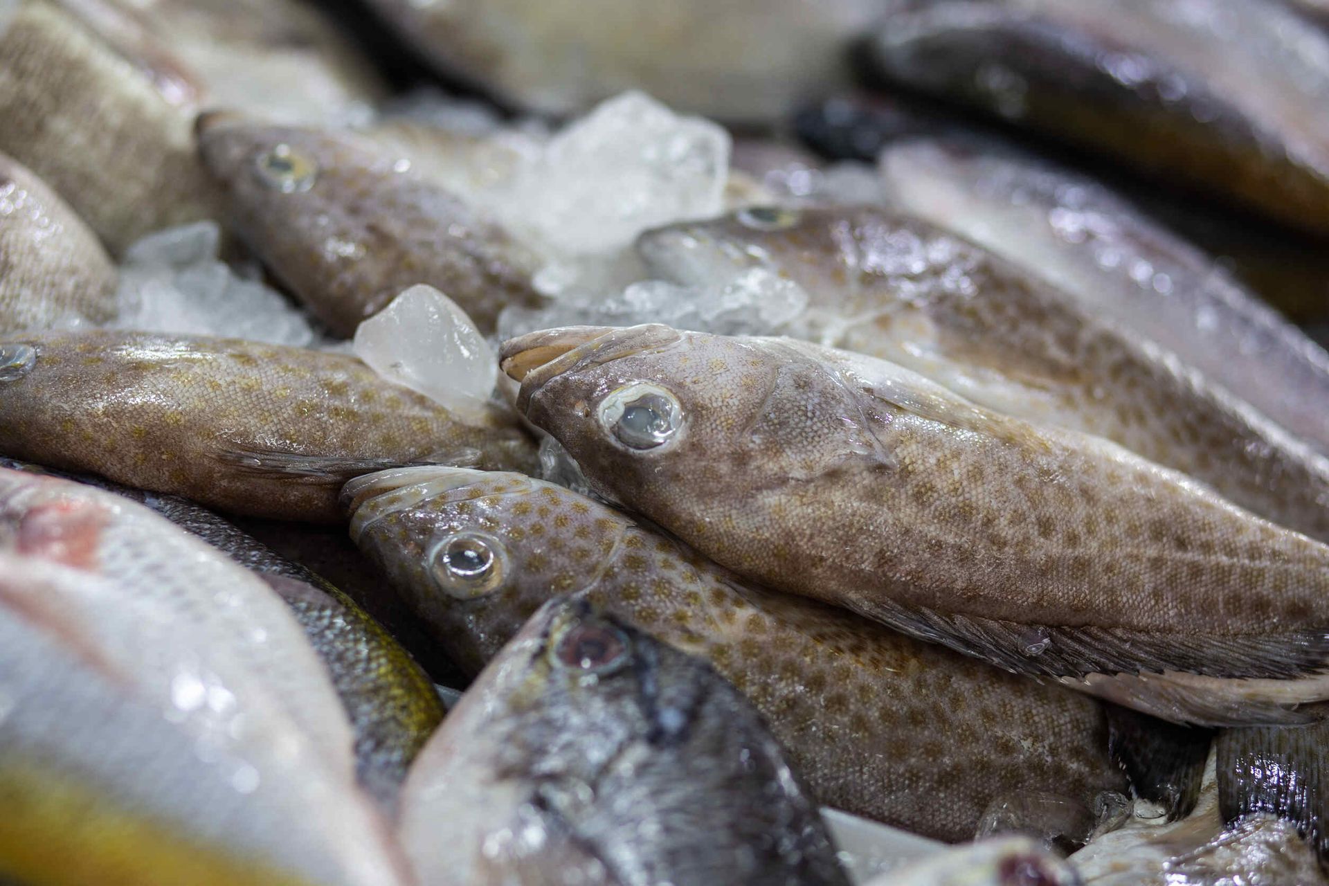 Un montón de peces están sentados encima del hielo.