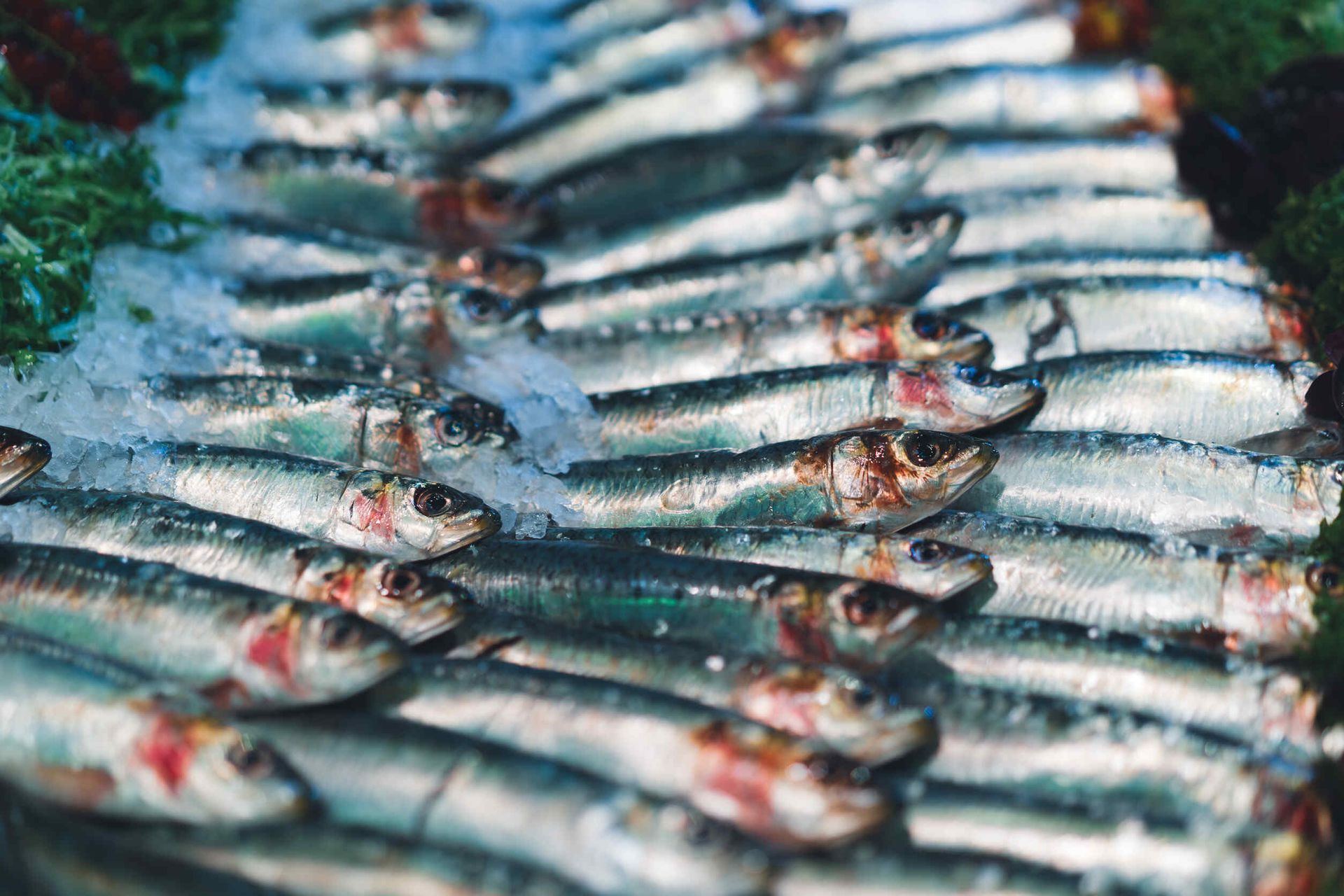 Un montón de sardinas sobre el hielo.