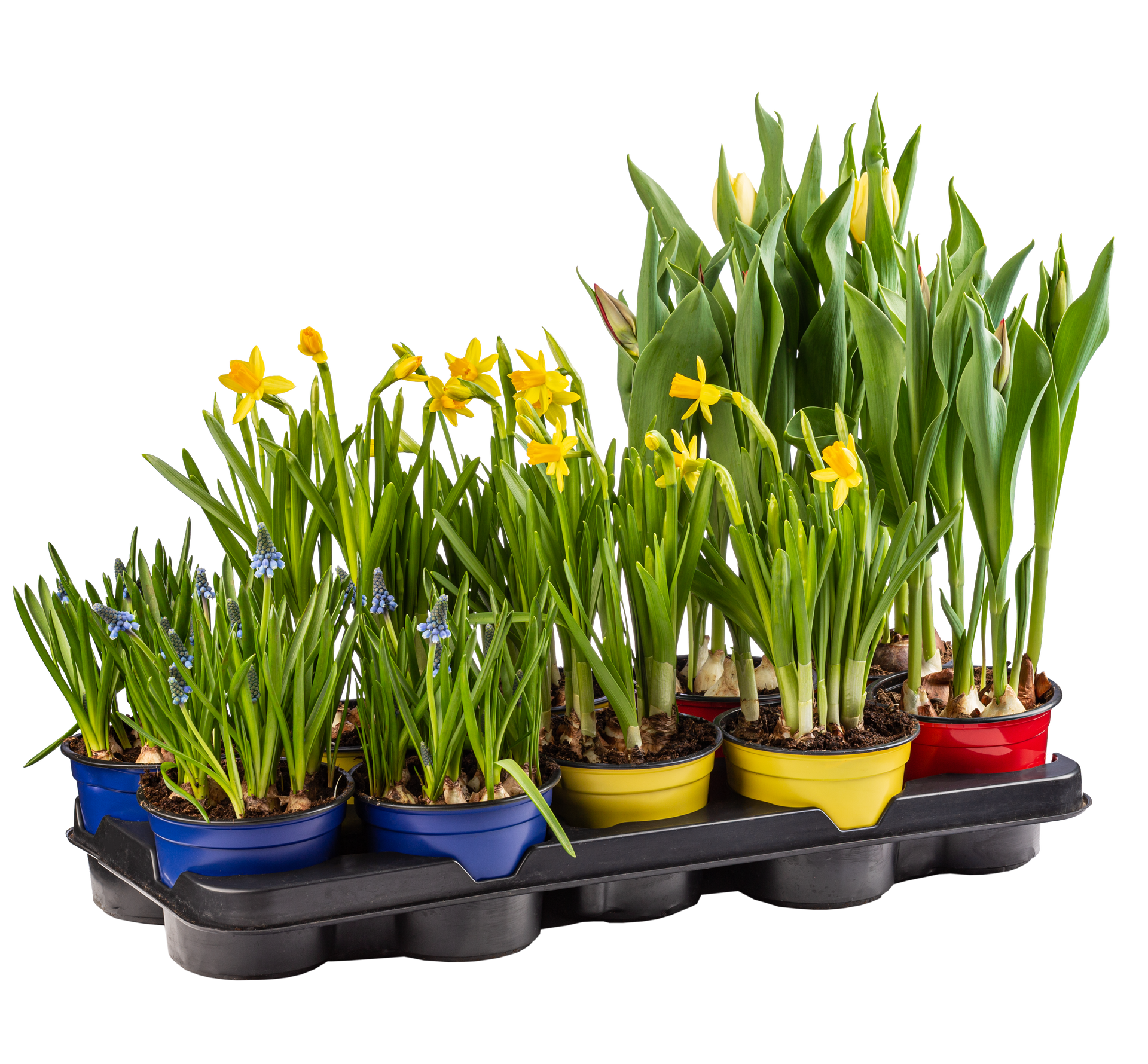 Des fleurs jaunes en pot.