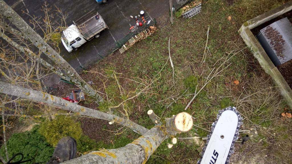 Abattage arbre dangereux