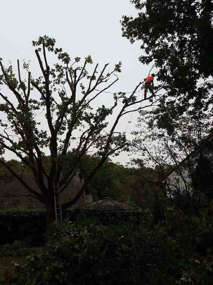 Élagage arbre dangereux