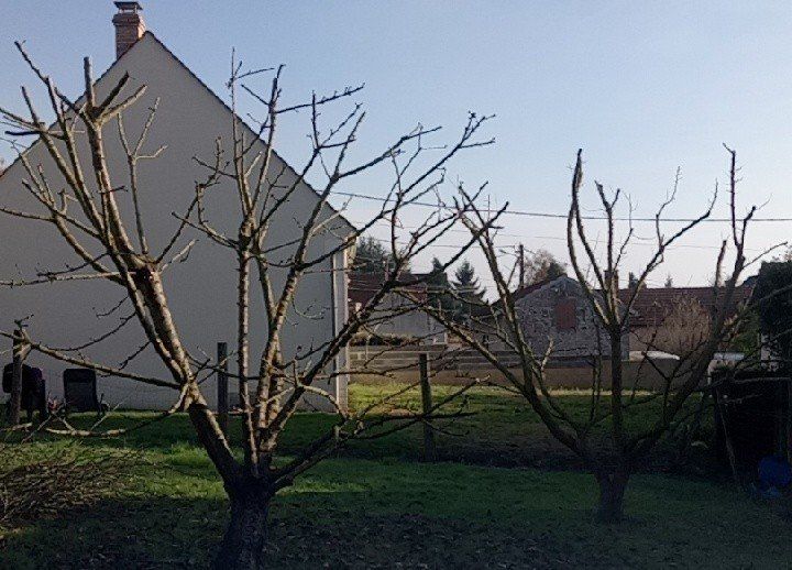 Taille d'arbres fruitiers