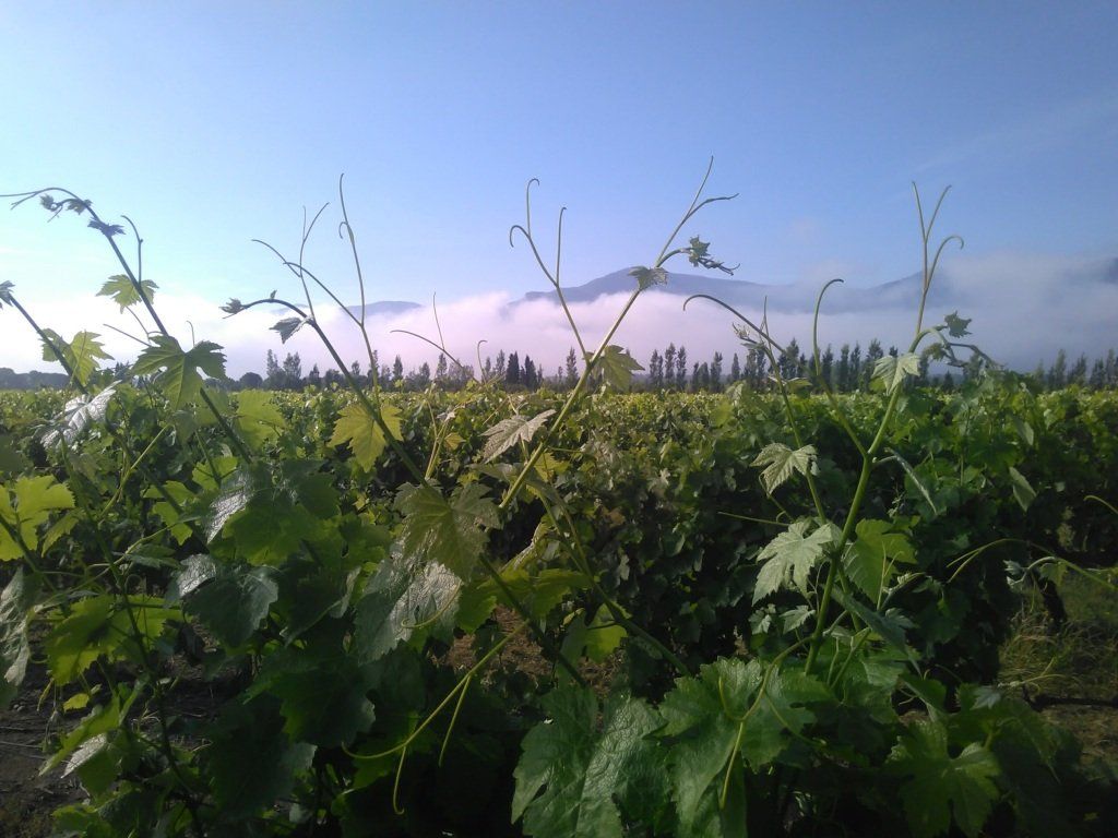 Vigneron indépendant