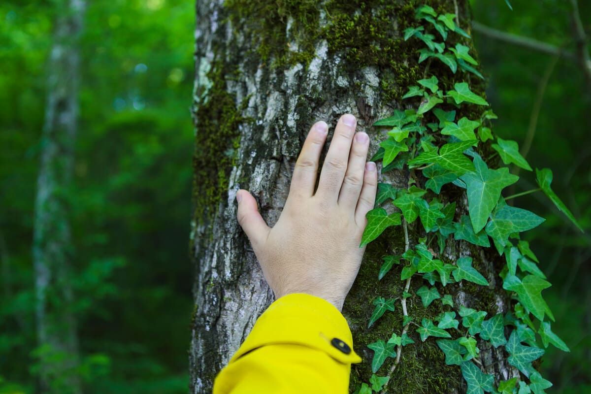 Una persona está cortando un árbol con una sierra.