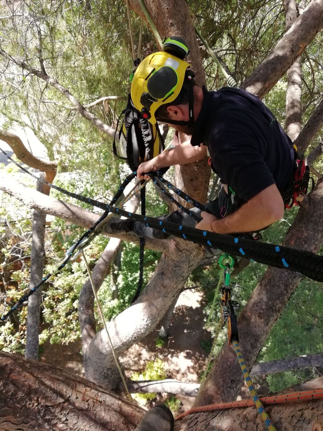Un hombre que lleva un casco está trepando un árbol.