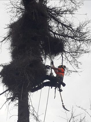 Un hombre está trepando un árbol con una cuerda atada a él.