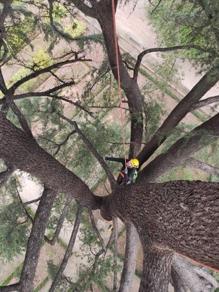 Una persona está trepando a un árbol con una cuerda.