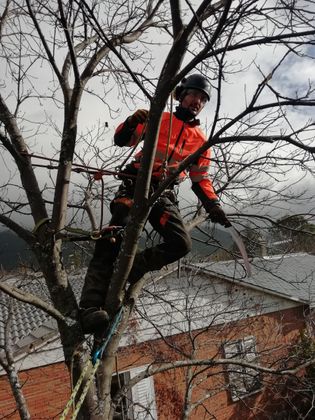 Un hombre está cortando un árbol con una motosierra.