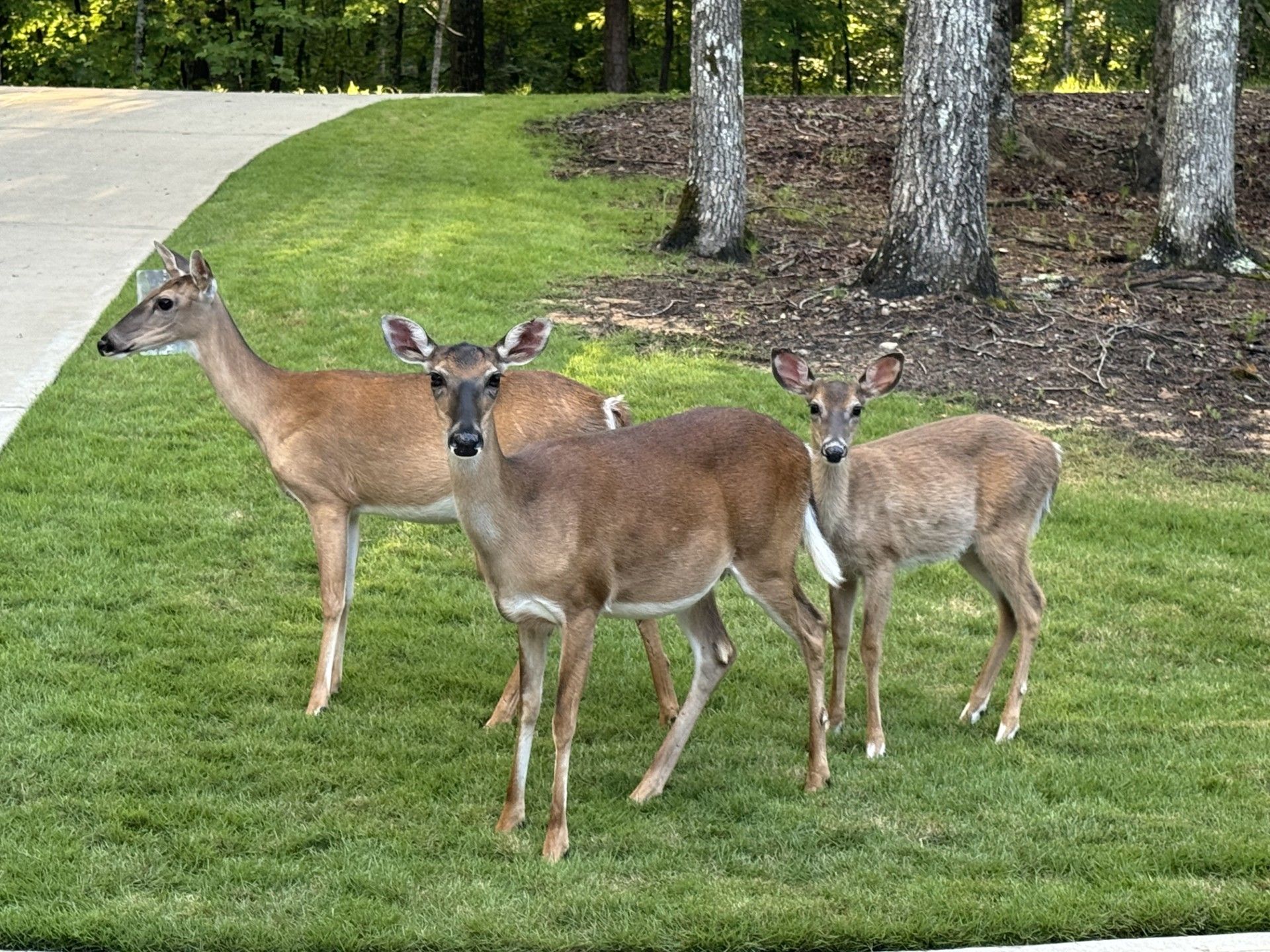 Lake Arrowhead, Georgia, deer, wildlife, hiking, boating, fishing, lake, golf, Vacation rental