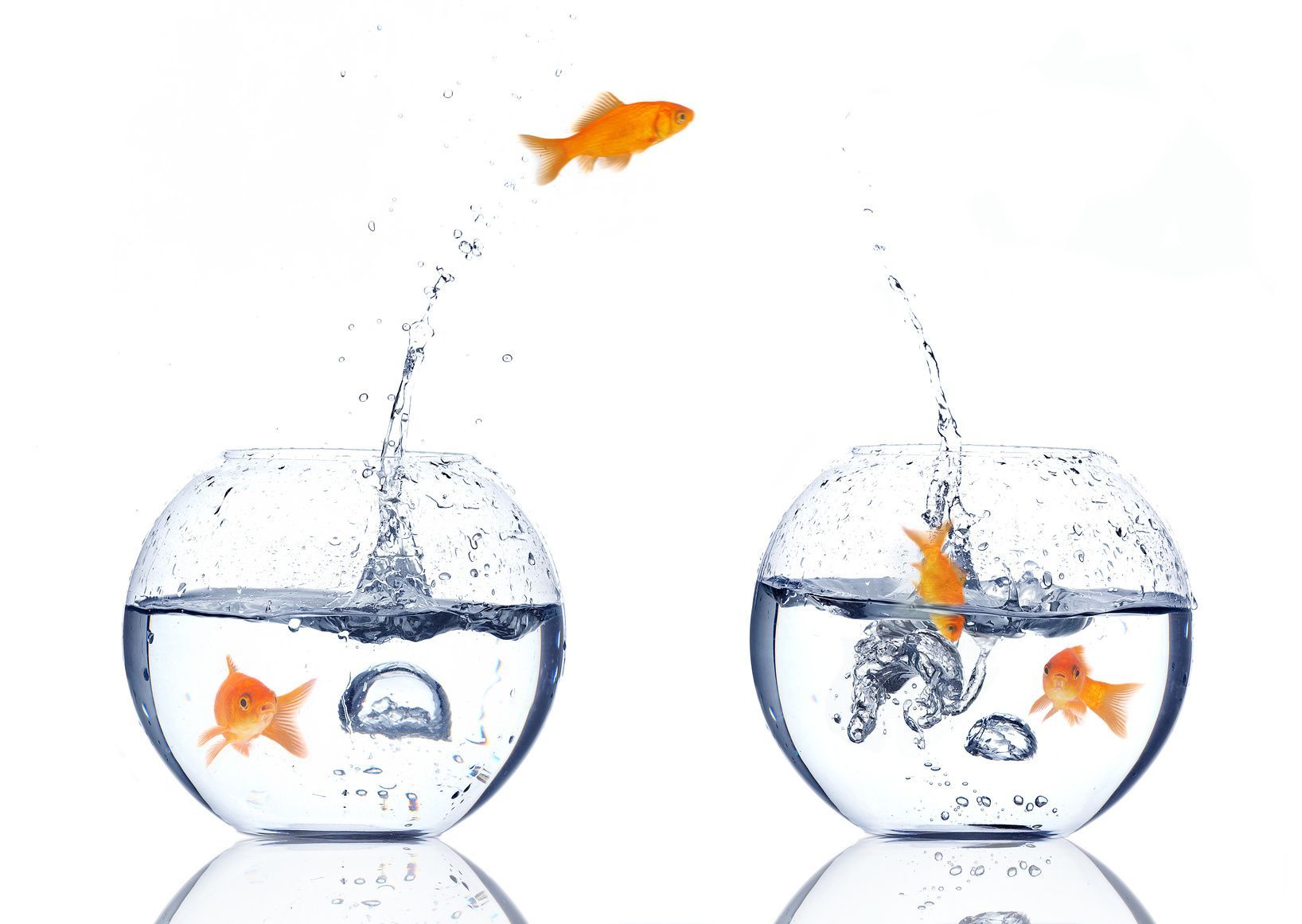 Deux bocaux à poissons contenant des poissons rouges qui sautent dans l'eau.