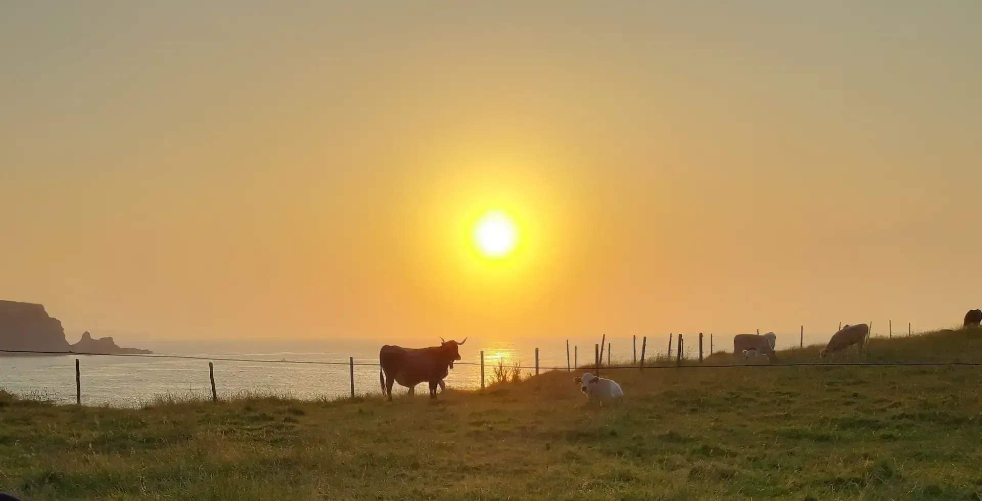 Una vaca está parada en un campo cerca del océano al atardecer.