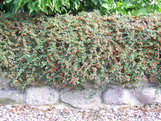 Grünflächen- & Sportplatzpflege