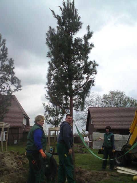 Pflanzarbeiten jeder Art