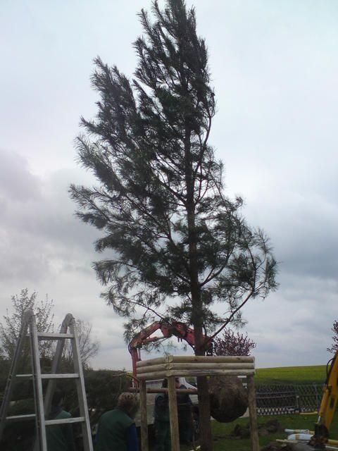 Pflanzarbeiten jeder Art