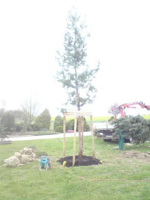 Pflanzarbeiten jeder Art