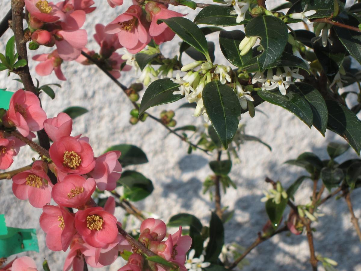 Plantes vertes et fleuries