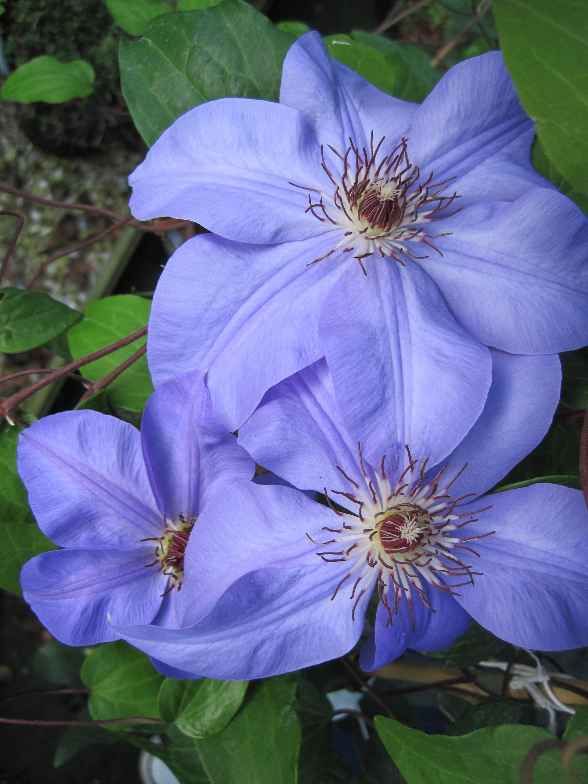 Clématite bleue