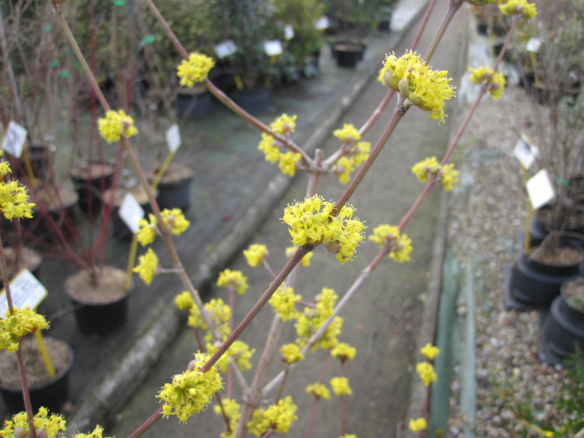 Callicarpa en fleurs