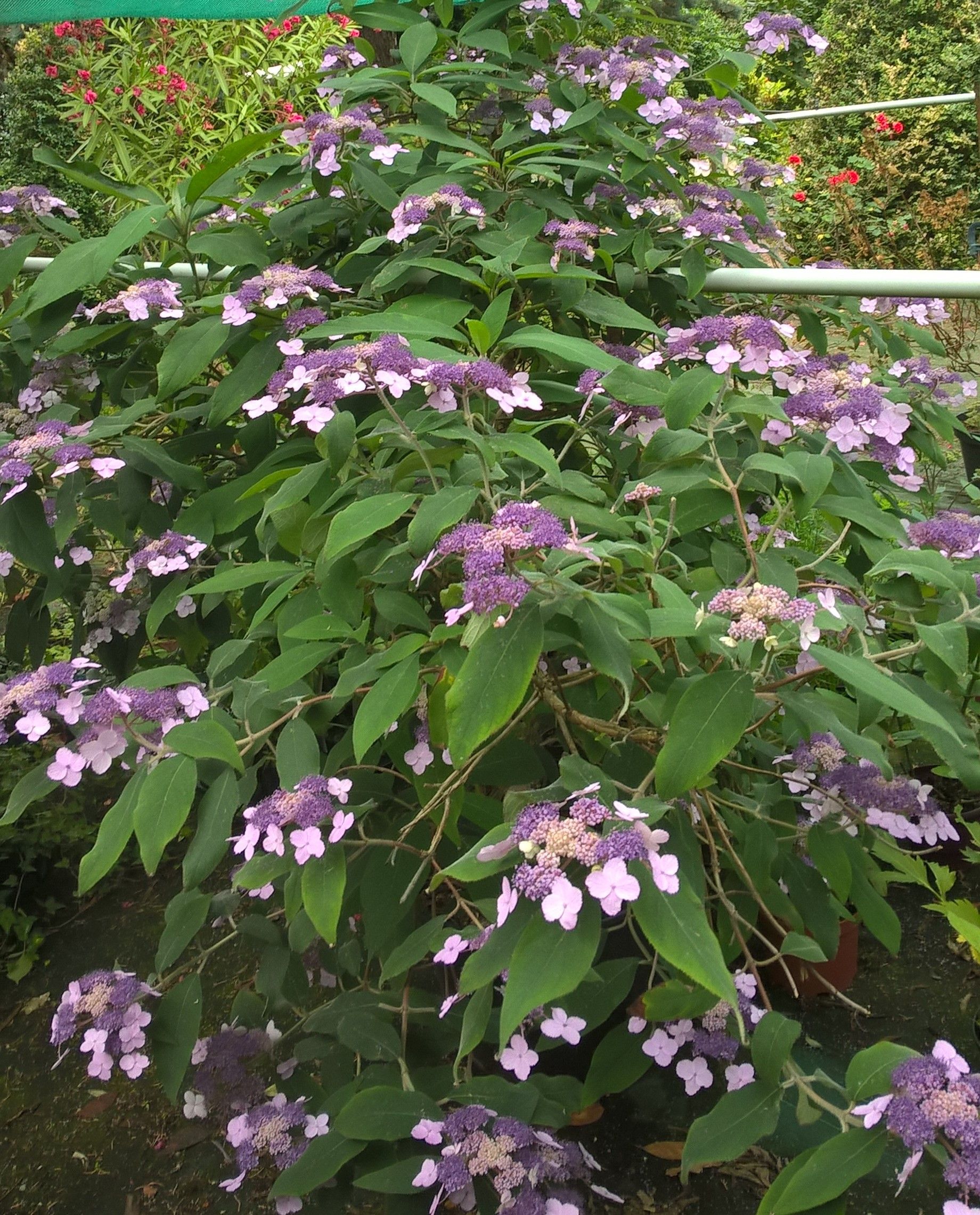 Hydrangée en fleurs