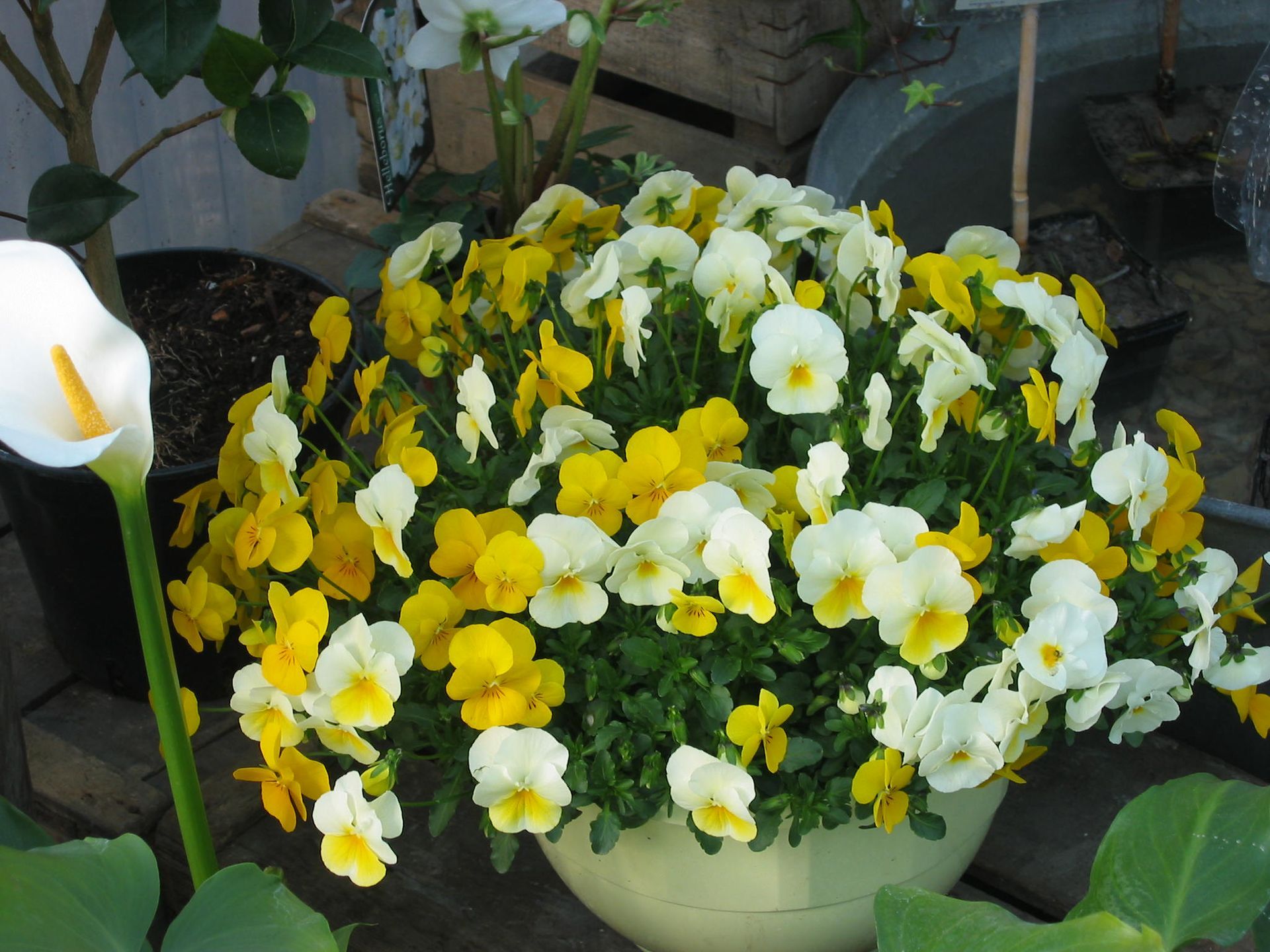 Des pensées jaunes et blanches dans un pot rond couleur crème, avec un arum blanc à gauche.