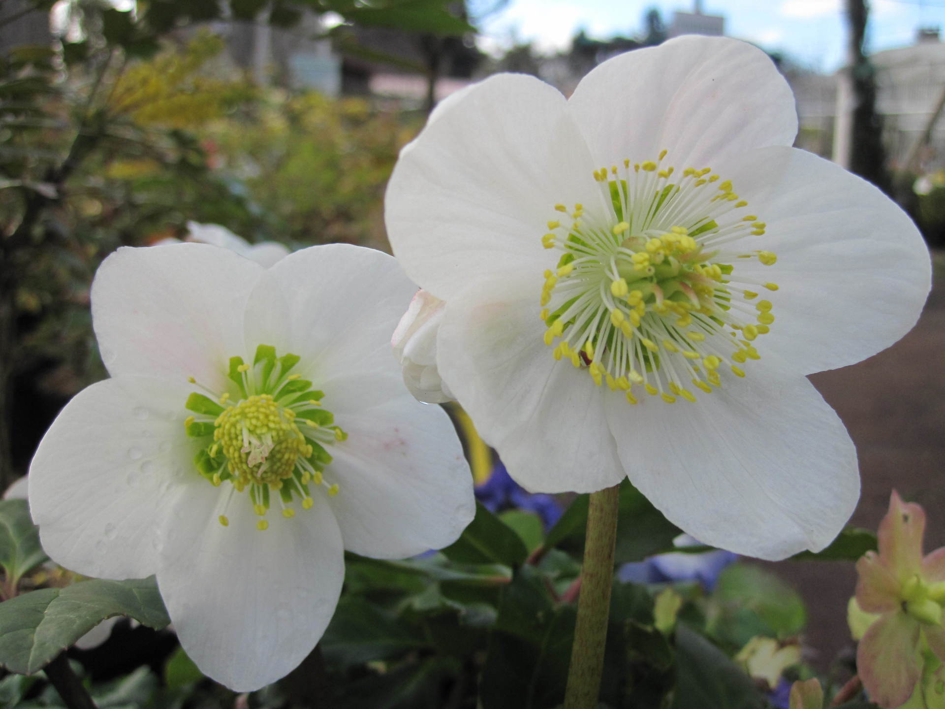 Hélébores, roses de Noel