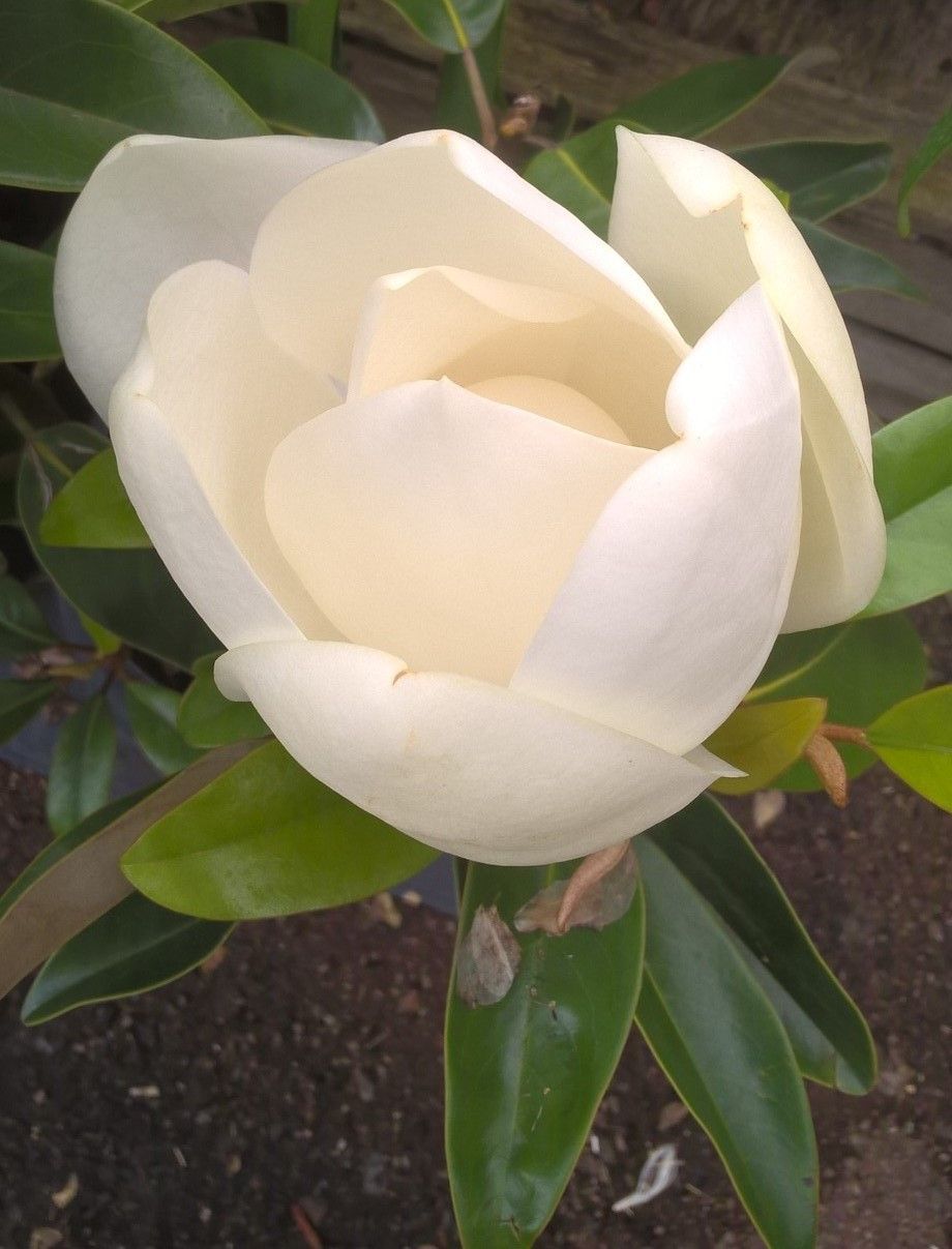 Magnolia blanche