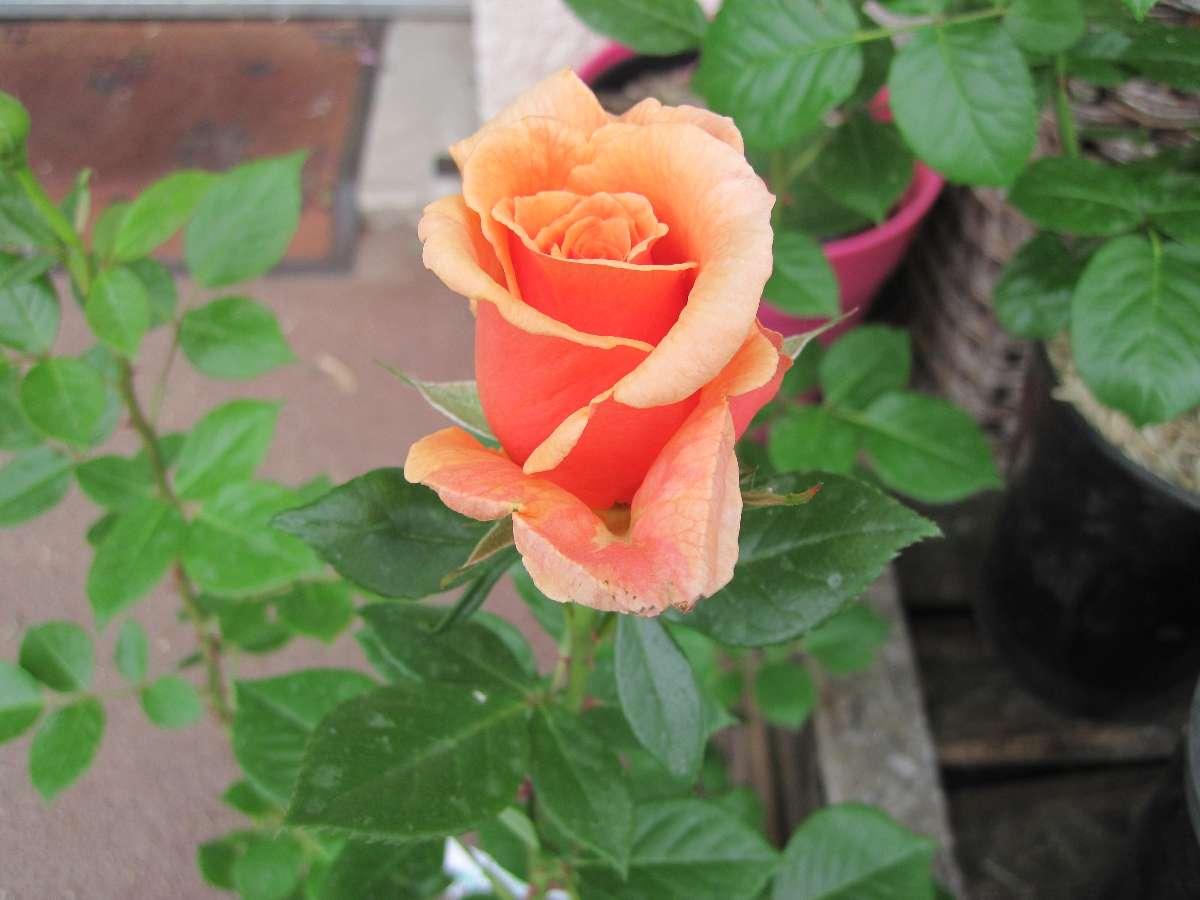 Rose orange