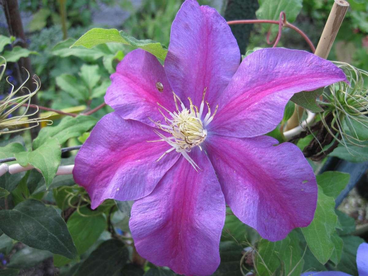 Clématite  violette