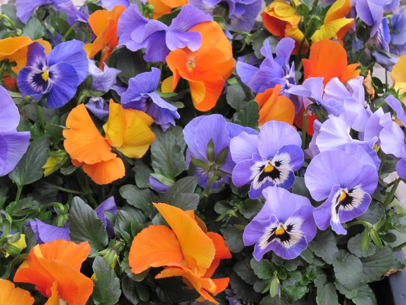 Des pensées violettes, oranges et jaunes fleurissent avec éclat, entourées de feuilles vertes.