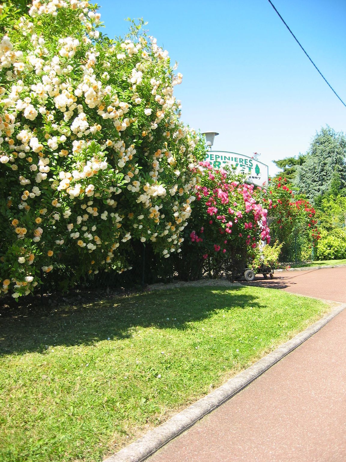 Des buissons de roses blanches et roses bordent une allée rouge dans un jardin ensoleillé.