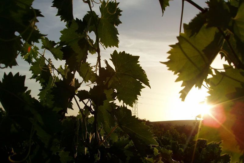 El sol brilla a través de las hojas de una vid.