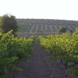 Una hilera de vides creciendo en un campo con una colina al fondo.