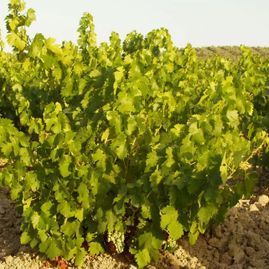 Un viñedo con muchas hojas verdes creciendo en la tierra.