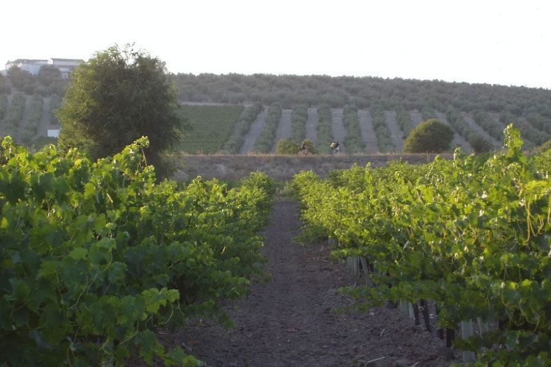 Una hilera de vides que crecen en un campo con una colina al fondo.