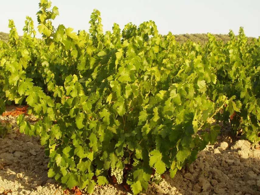 Un viñedo con muchas hojas verdes creciendo en la tierra.