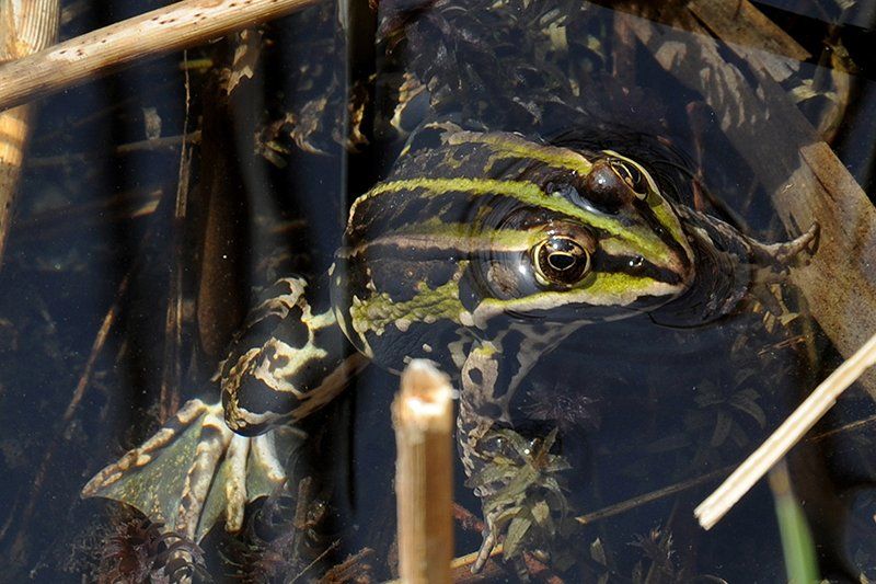 Fotografie Alfons Weber
