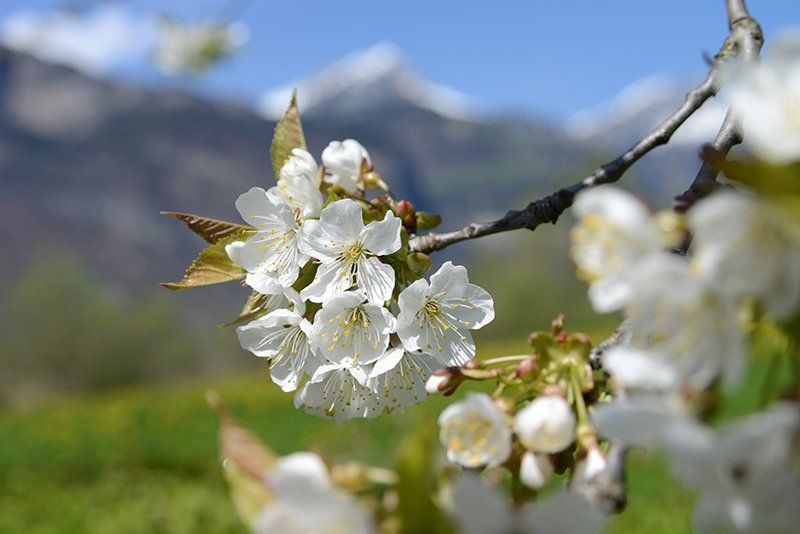 Fotografie Alfons Weber
