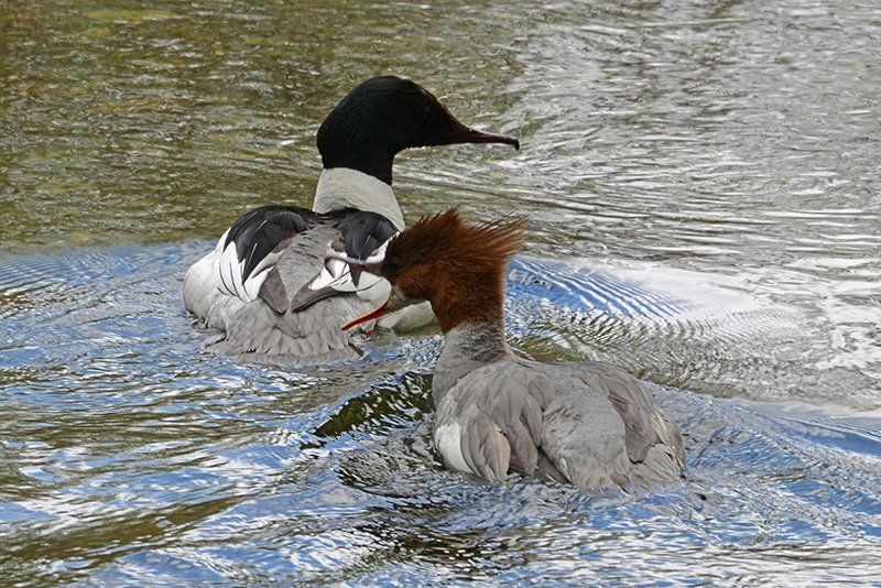 Fotografie Alfons Weber
